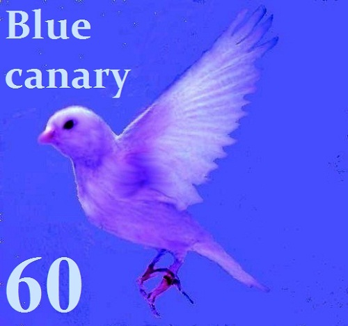 Блю канари текст. Blue Canary. Vincent Fiorino Blue Canary. Голубая канарейка. Голубые Фиорино канарейки.