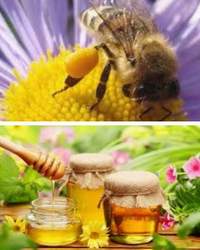 пчелиные продукты в лечебных целях